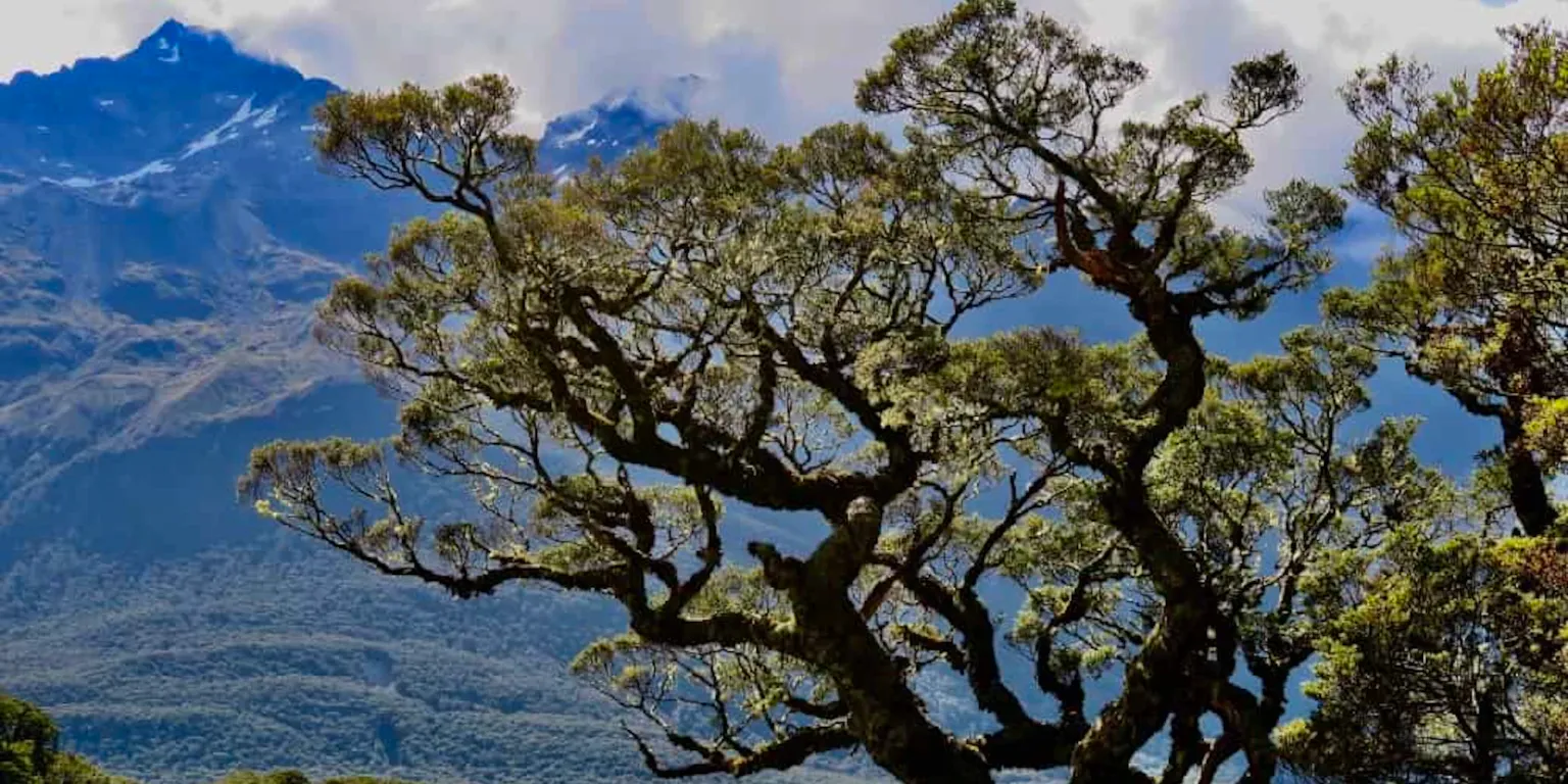 Routeburn Track