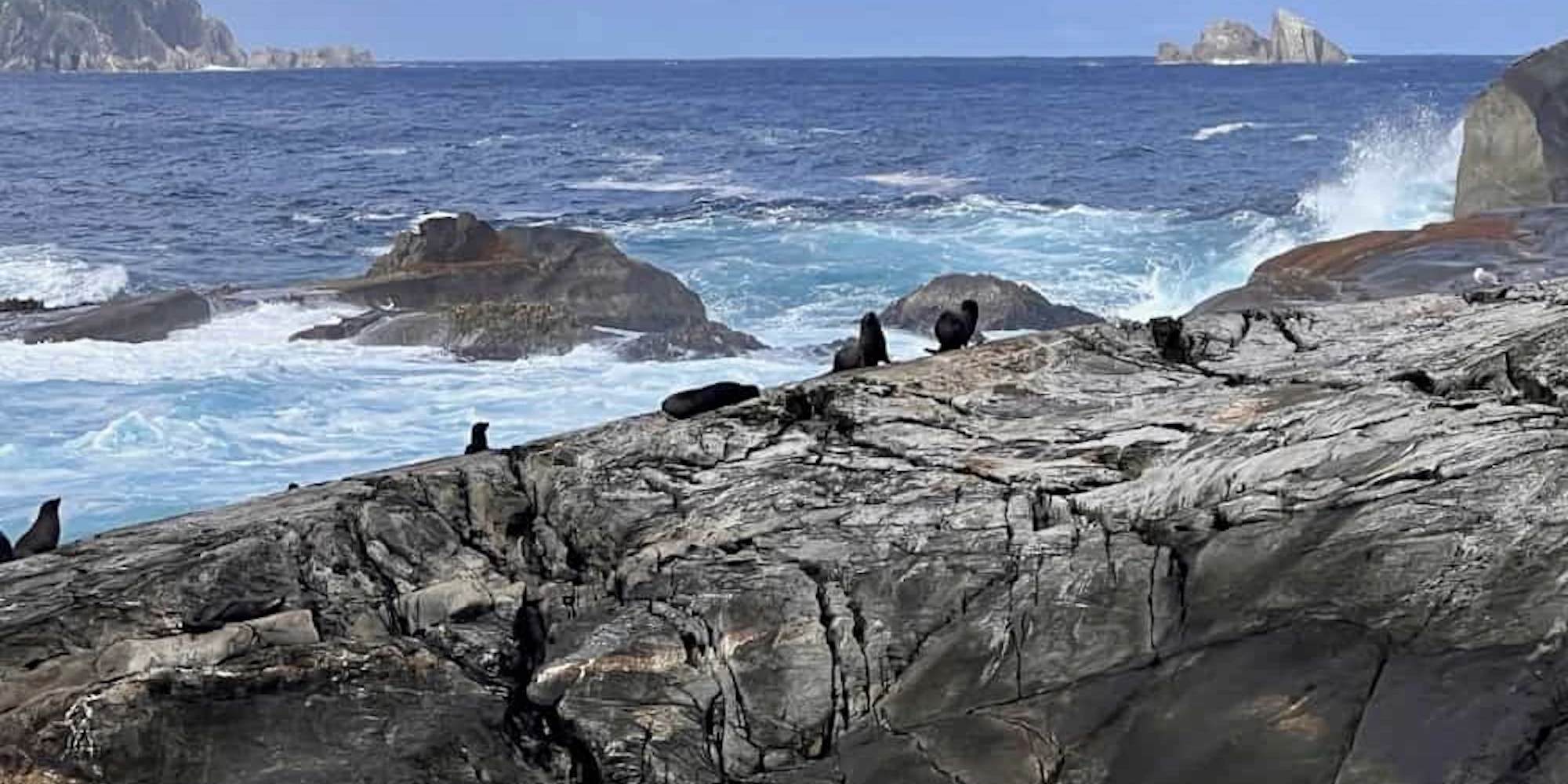 Fur Seals at the end of the fiord