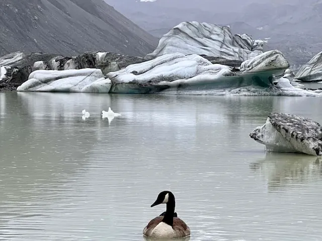 A goose in the glacier.**