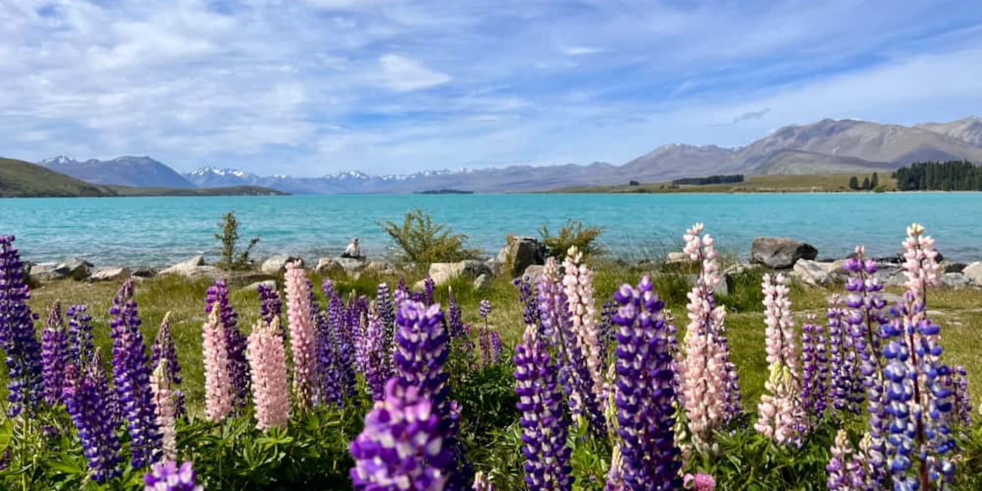 Lupins extravaganza in lake Tekapo