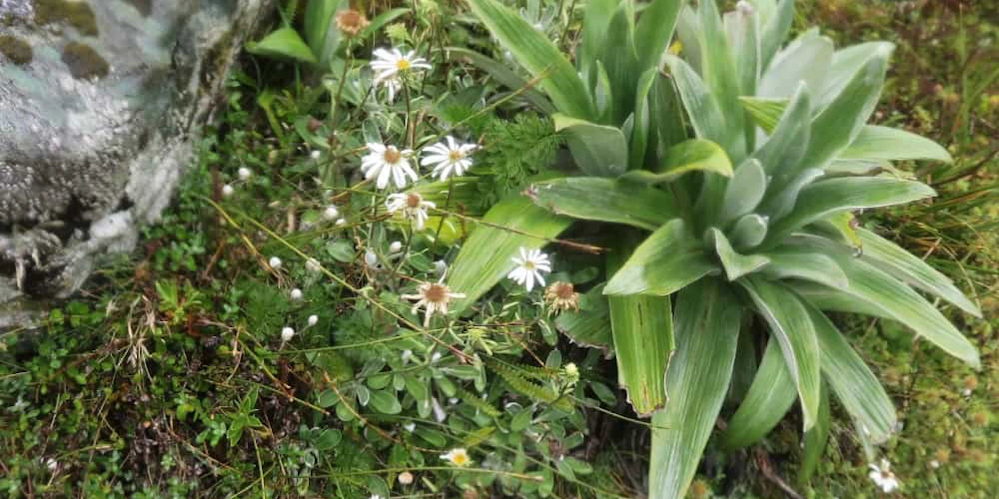 Mountain daisy