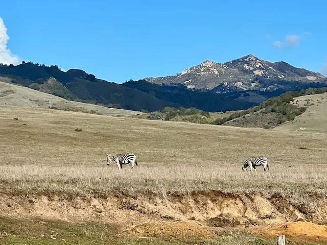 Zebras in San Simeon, really?