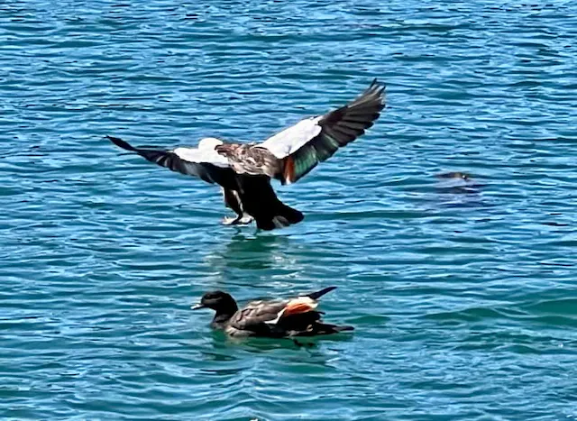 Colourful birds in Horseshoe bay.